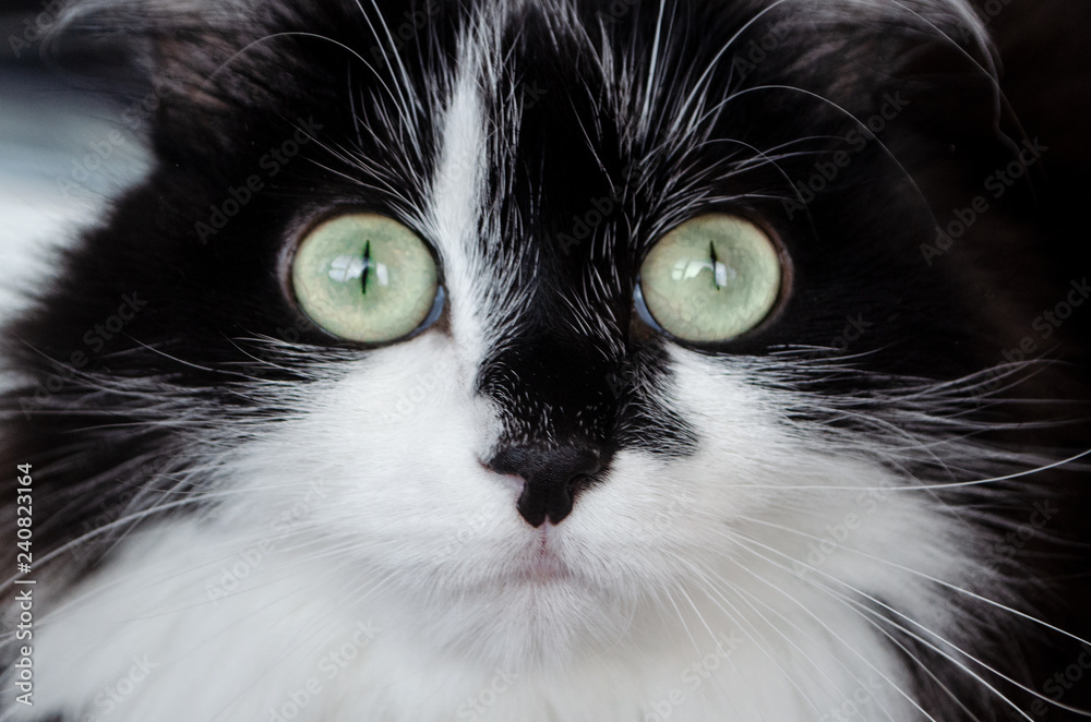 close-up black and white cat with green eyes close-up black and white cat with green eyes