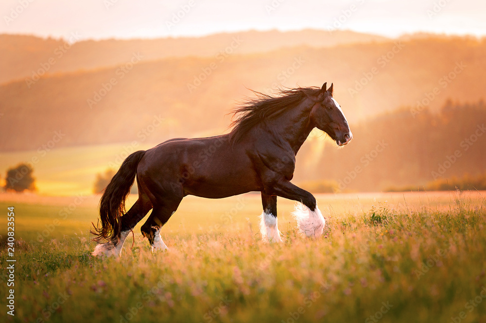 Photo Shire Horse Hengst im Sonnenuntergang, BSF-NAD | Posters ...