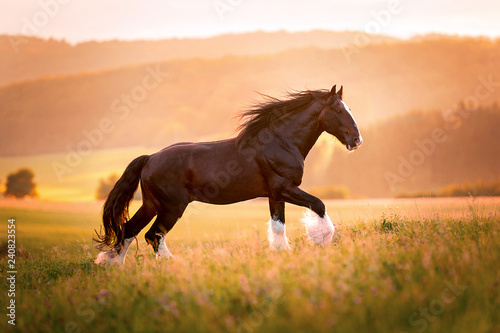Fotografie Shire Horse Hengst im Sonnenuntergang
