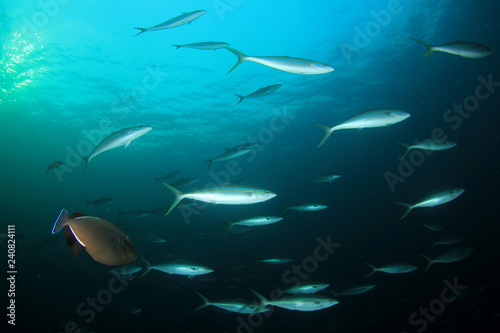 Rainbow runner fish 