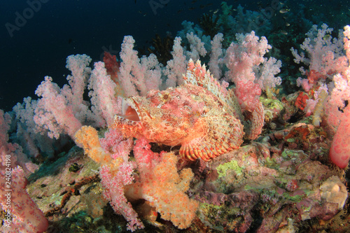 Scorpionfish fish on coral reef 