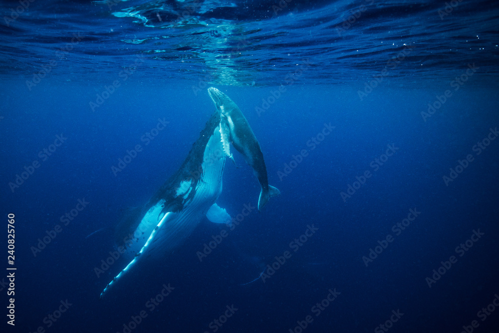 Fototapeta premium Mama and baby whale