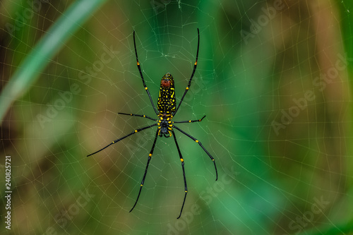 Golden Orb Spider (Nephila) Hanging on Web