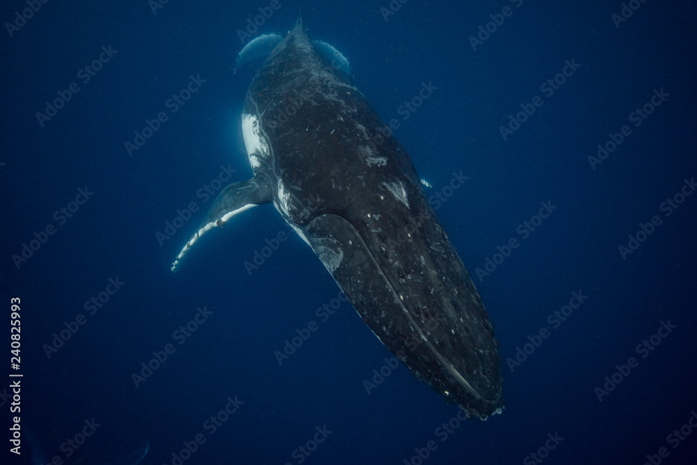 Naklejka premium humpback whale