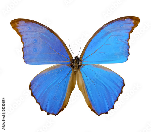 Beautiful butterfly isolated on white background. (whit clipping path) © patanasak