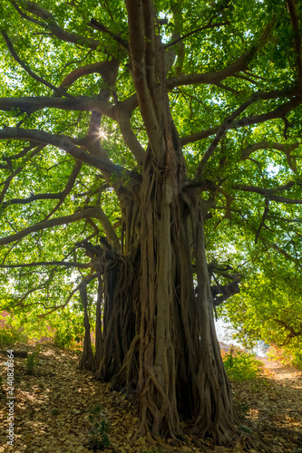 trees in the forest