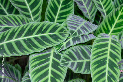 Leaf green and white striped background.