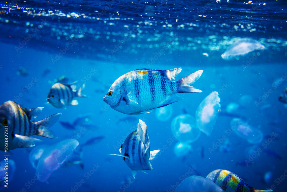 Fototapeta premium Fish underwater