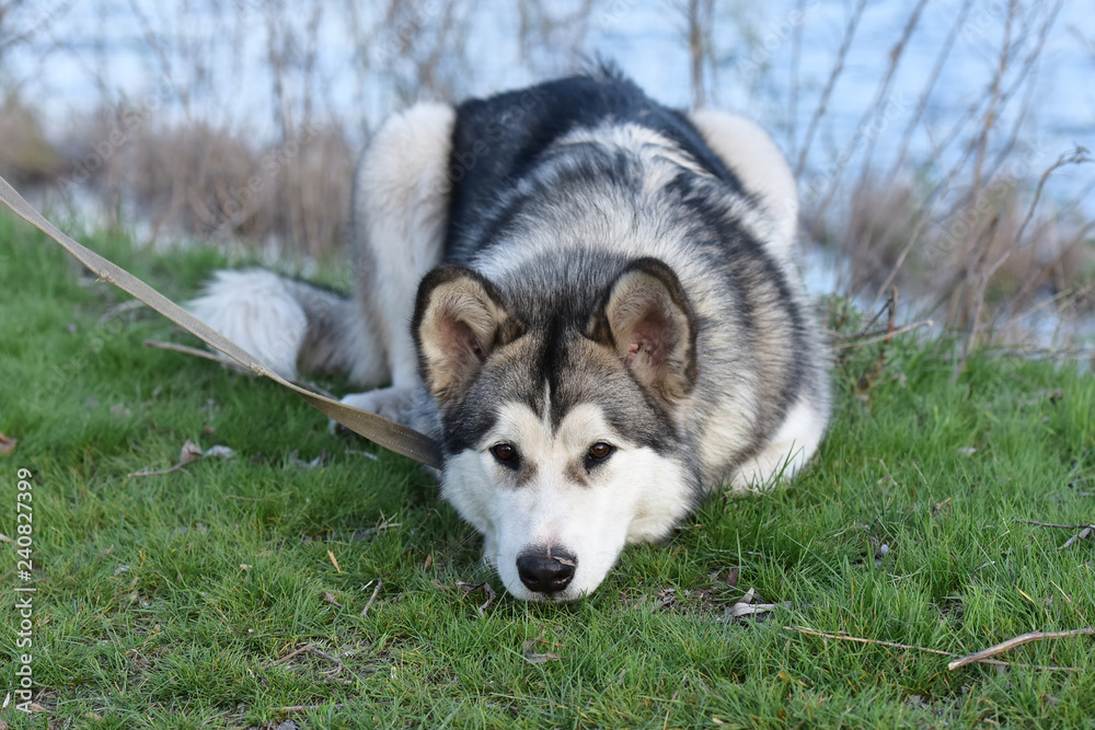 Portrait of the Alaskan Malamute. The dog is on a walk. Portrait of the Alaskan Malamute. The dog is on a walk.