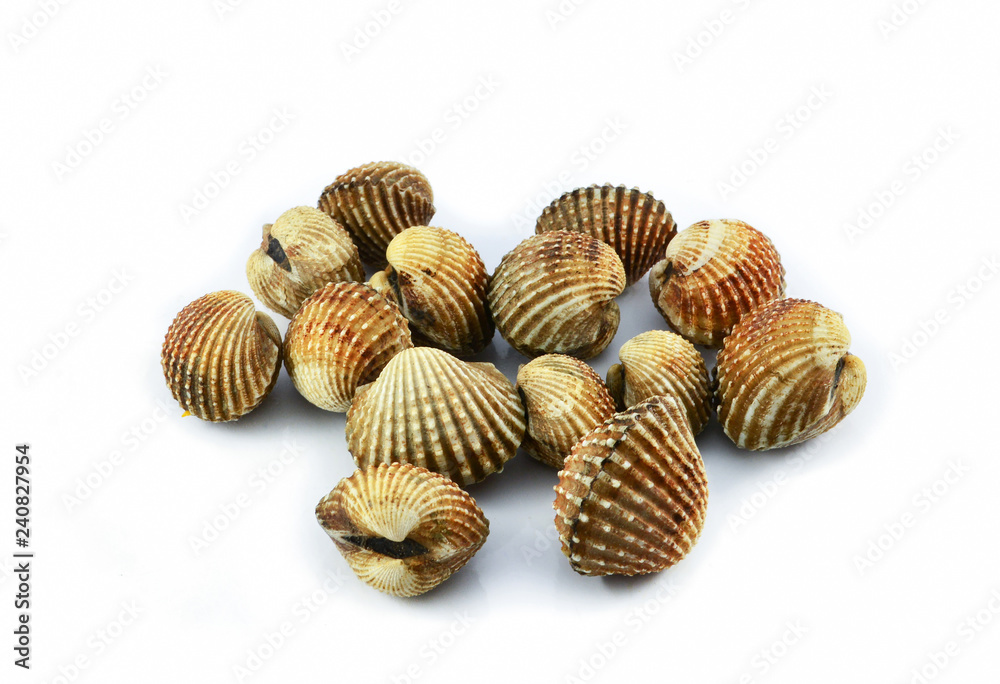 cockles isolated on white background / fresh raw blood cockle seafood cockles isolated on white background / fresh raw blood cockle seafood