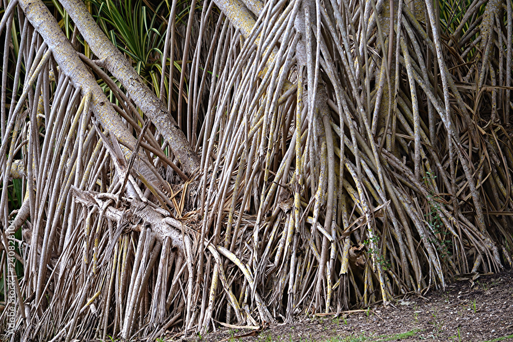 Aerial prop roots of pandanus tree also known as pandan or screw pine or screw palm. It is a palm-like tree and shrub native to the tropics and subtropics Aerial prop roots of pandanus tree also known as pandan or screw pine or screw palm. It is a palm-like tree and shrub native to the tropics and subtropics