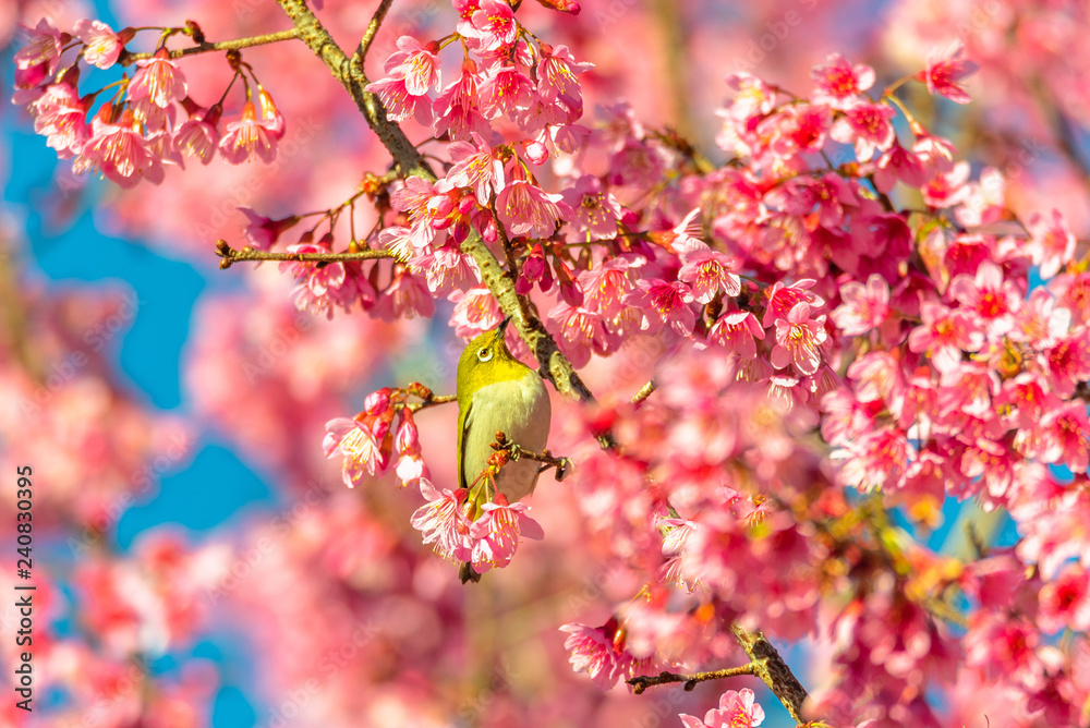 Japanese White-eye (Zosterops japonicus) on a Cherry blossom Japanese White-eye (Zosterops japonicus) on a Cherry blossom