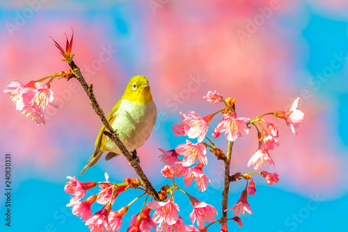 Japanese White-eye (Zosterops japonicus) on a Cherry blossom