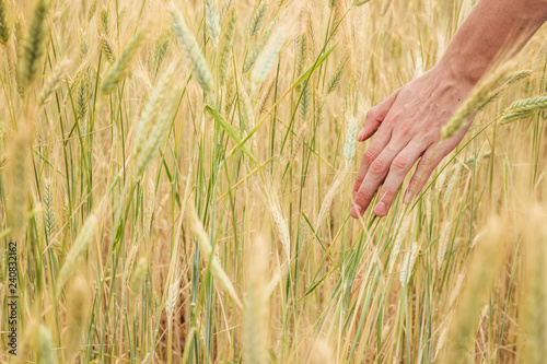 Hand of youg man passes through yellow spikelets of wheat on a field close up on a sunny summer day