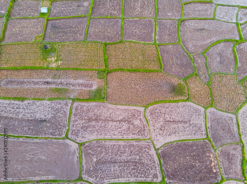 Vertical photograh of rice terraces in ubud bali photo