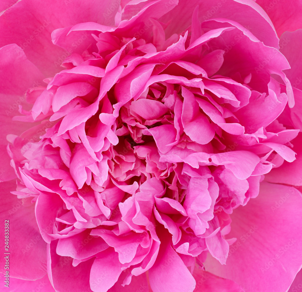 Closeup of pink peony flower