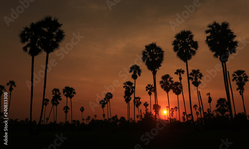 Sunset near the coconut trees.