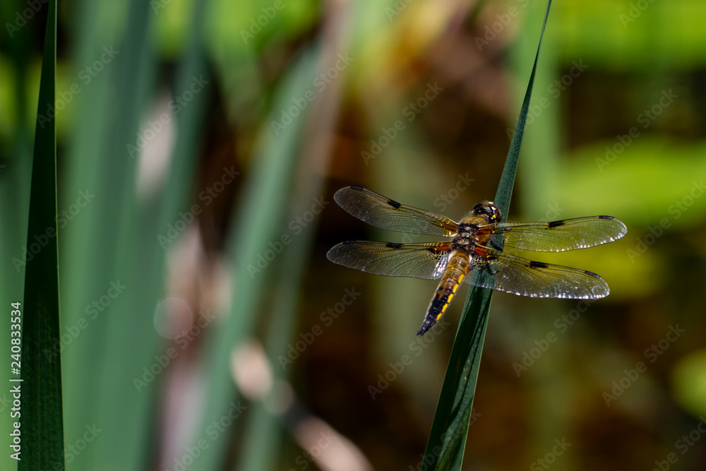 Fototapeta premium Dragonflys