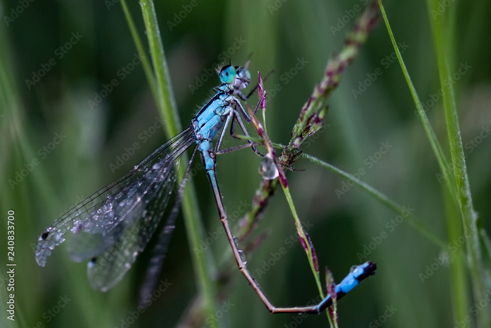 Dragonflys Dragonflys