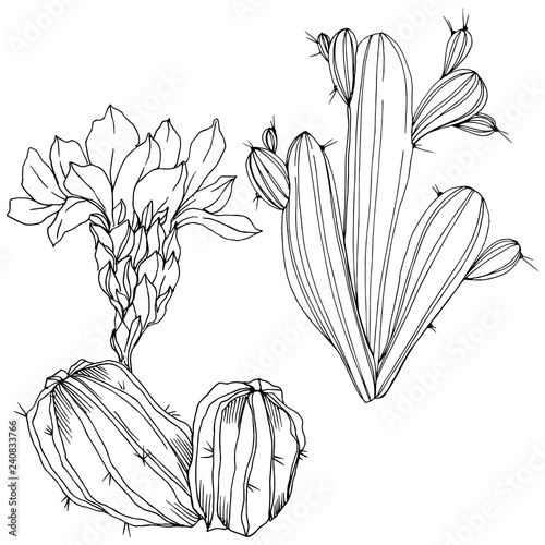 Vector Cacti floral botanical flower. Black and white engraved ink art. Isolated cacti illustration element.