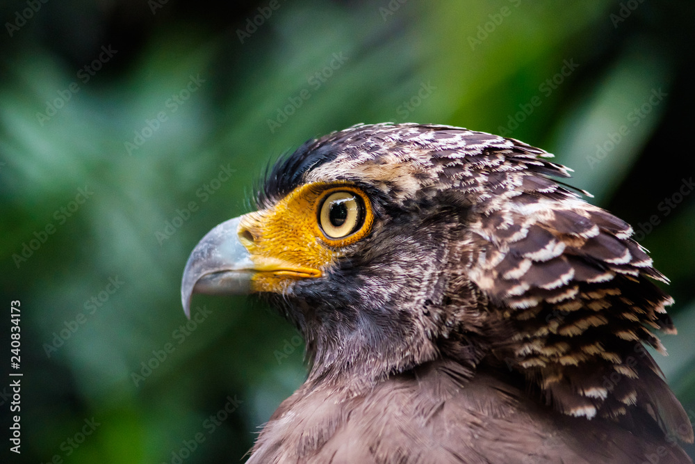 Eagle Eye Look Eagle Eye Look