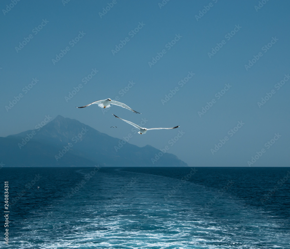 Fototapeta premium seagull in flight