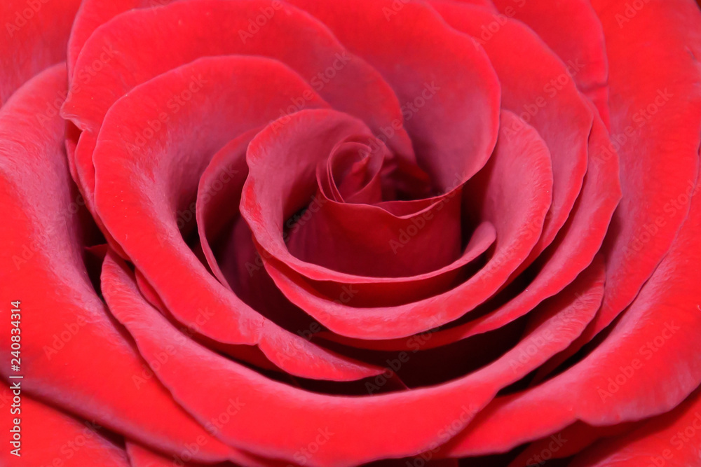 Rose gently red macro. Petals Exquisite luxury flower close. Rose gently red macro. Petals Exquisite luxury flower close.