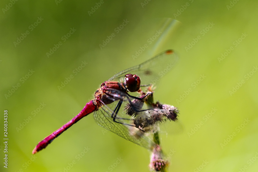 Red Dragonflys Red Dragonflys