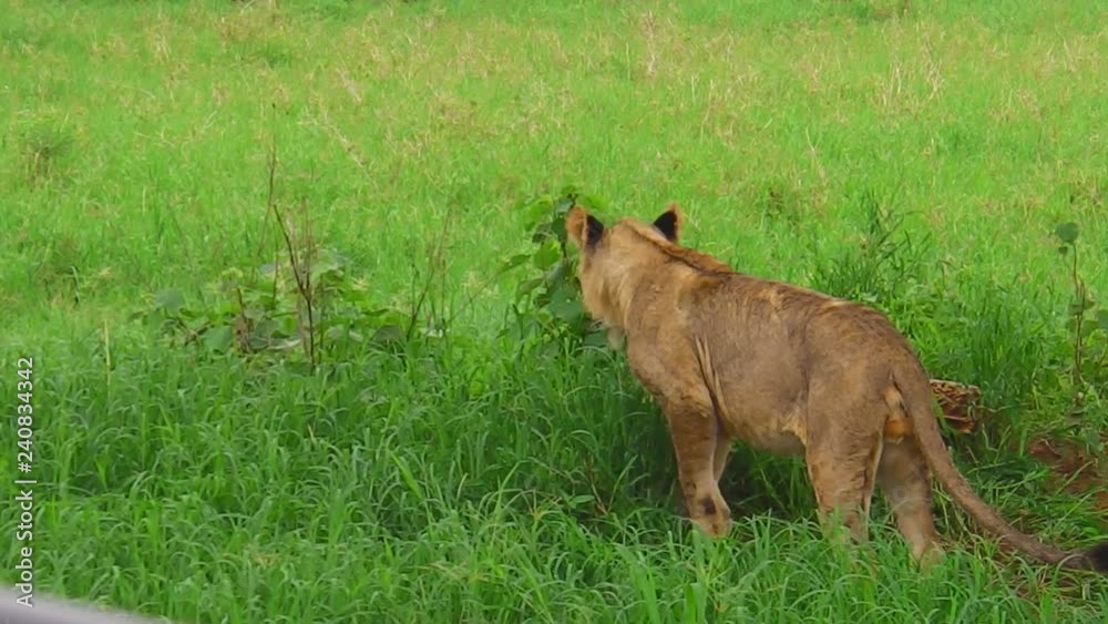 young male lion descending from a tree in the Tarangire National Park, Tanzania, Africa. The lion is part of Big Five. Panthera Leo in natural territory. young male lion descending from a tree in the Tarangire National Park, Tanzania, Africa. The lion is part of Big Five. Panthera Leo in natural territory.