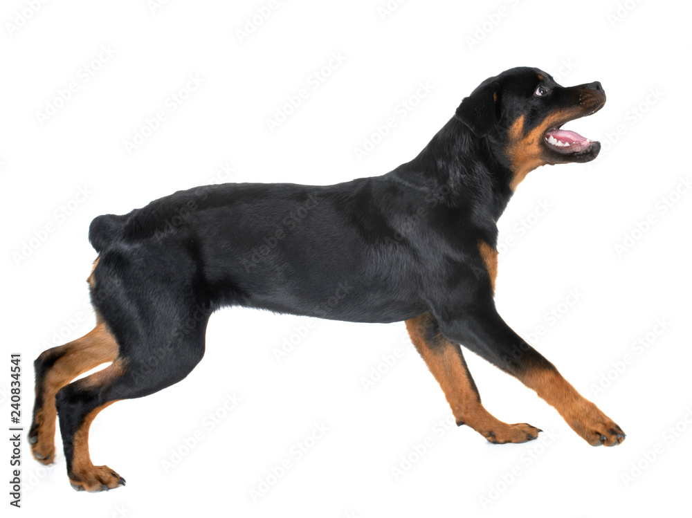 Fototapeta premium rottweiler in studio