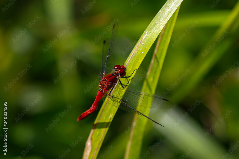 Red Dragonflys Red Dragonflys