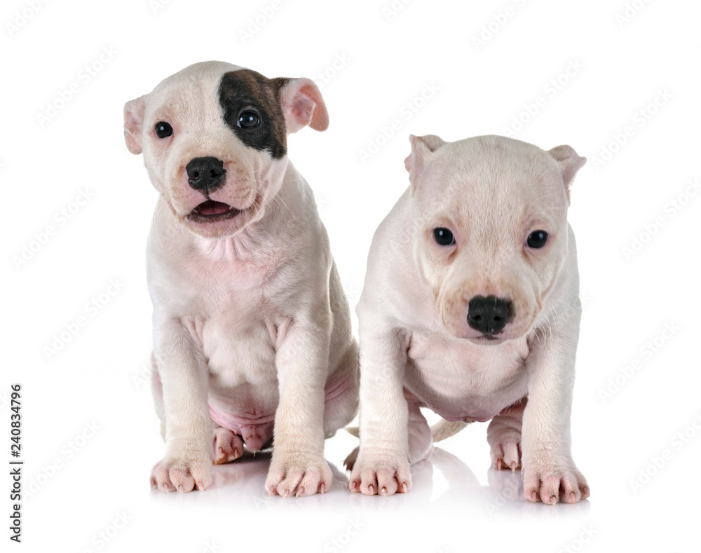 puppies staffordshire bull terrier puppies staffordshire bull terrier