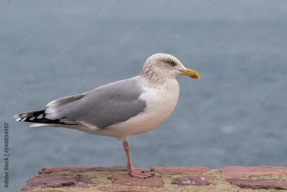 Goéland argenté