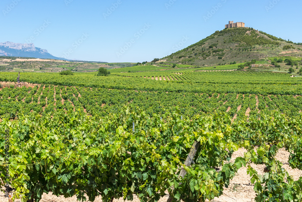 Vineyard with Davaillo castle as background, La Rioja, Spain