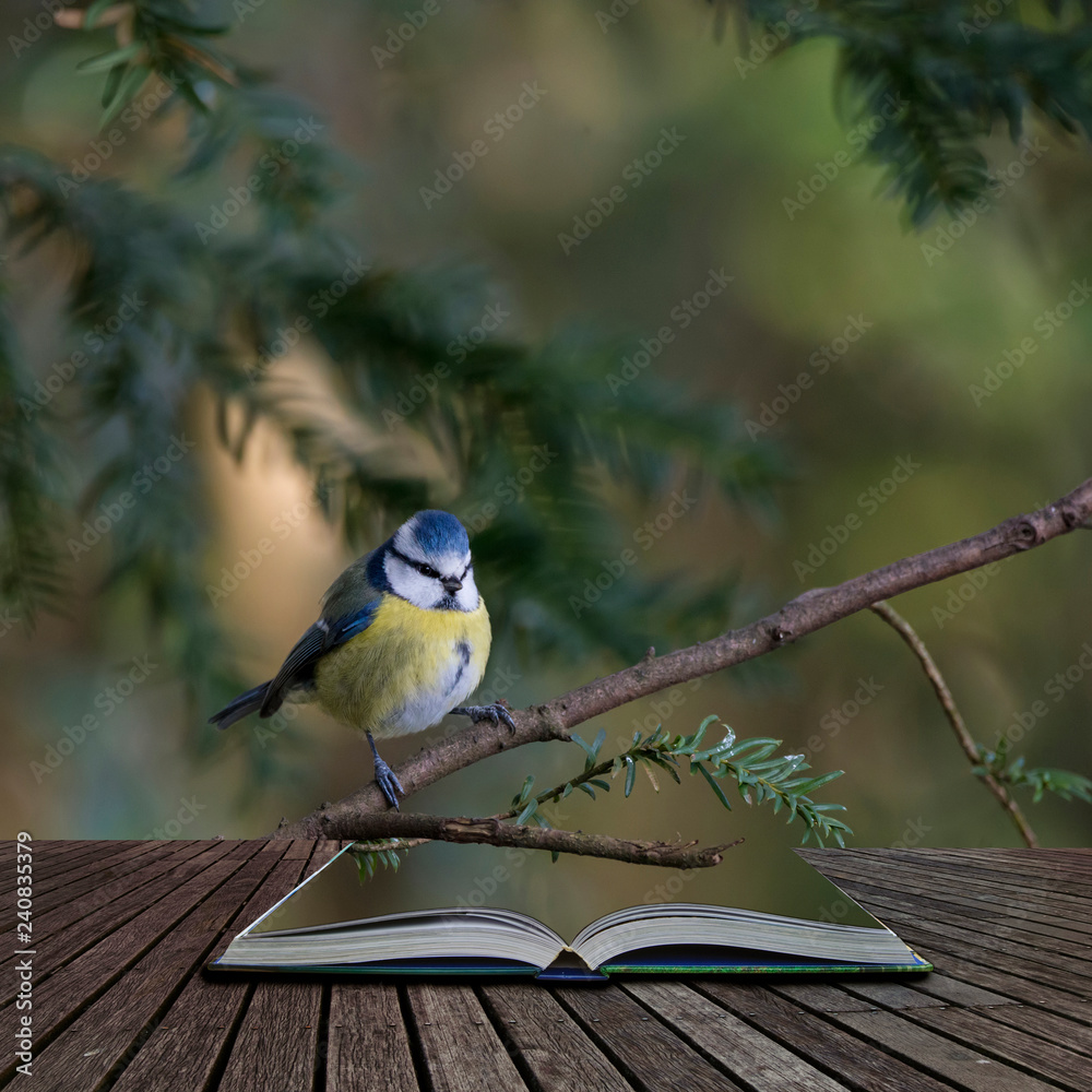 Stunning portrait of Blue Tit Cyanistes Caeruleus bird sitting in sunshine  in forest landscape coming out of pages of open story book Stock Photo