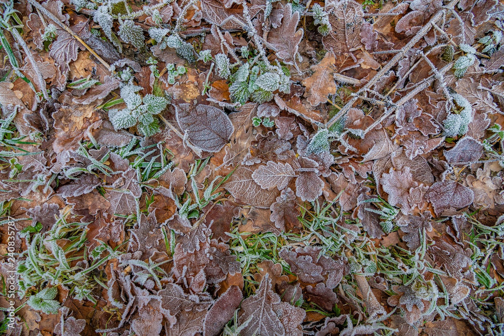 Frozen ground with some leafs and green plants and grass in December