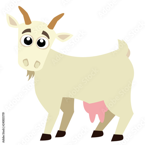 baby goat