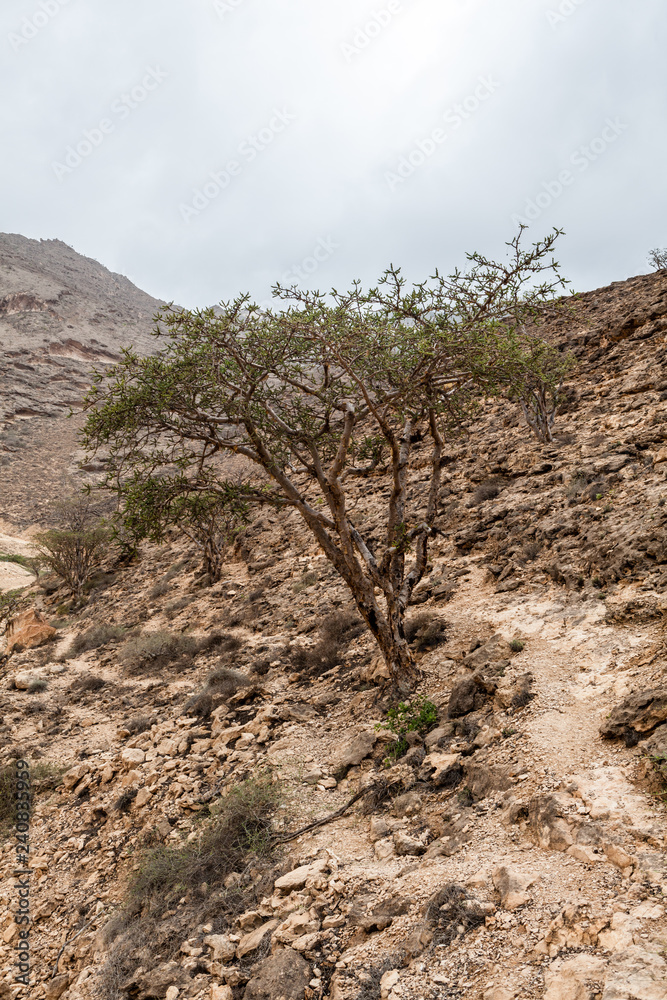 Frankincense trees near Salalah, Dhofar Province, Oman