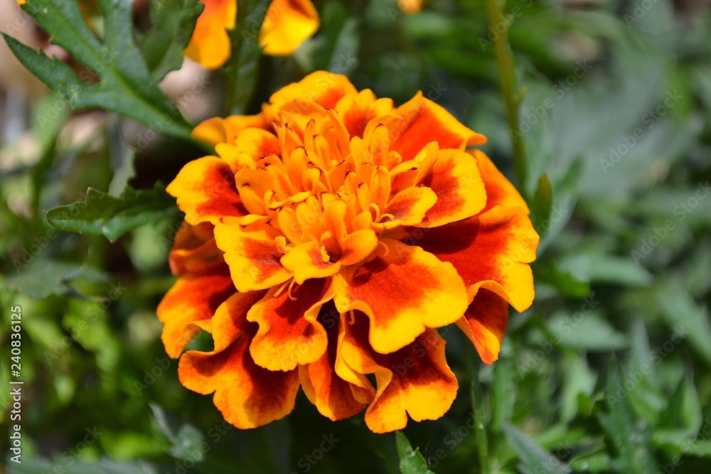 orange flower in the garden orange flower in the garden