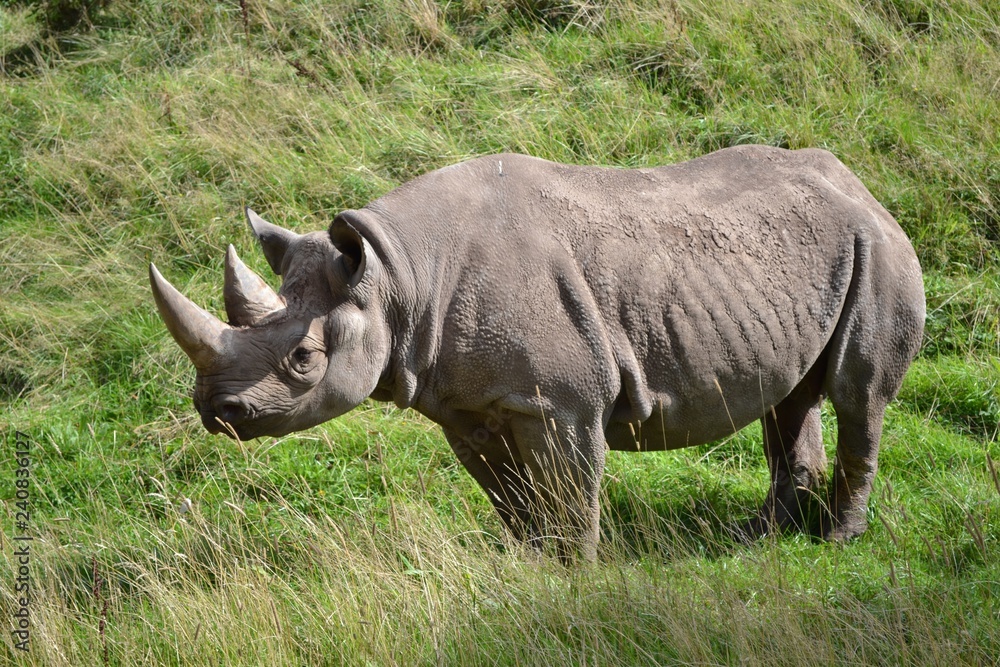 Obraz premium rhinoceros