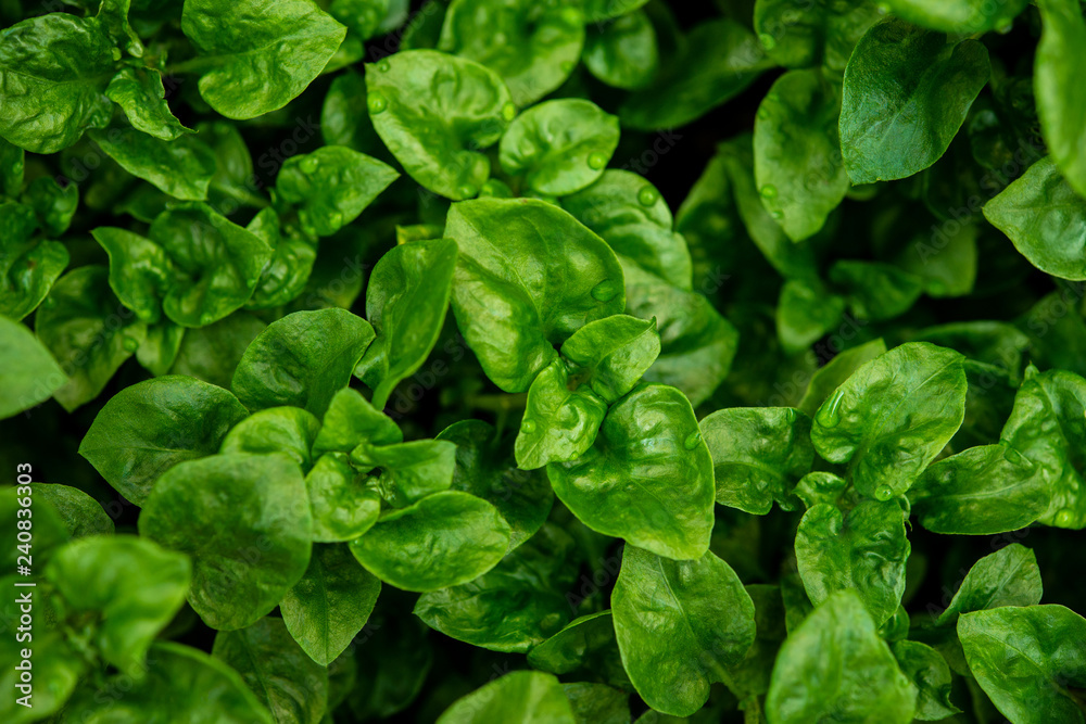 Brazilian spinach plant Brazilian spinach plant