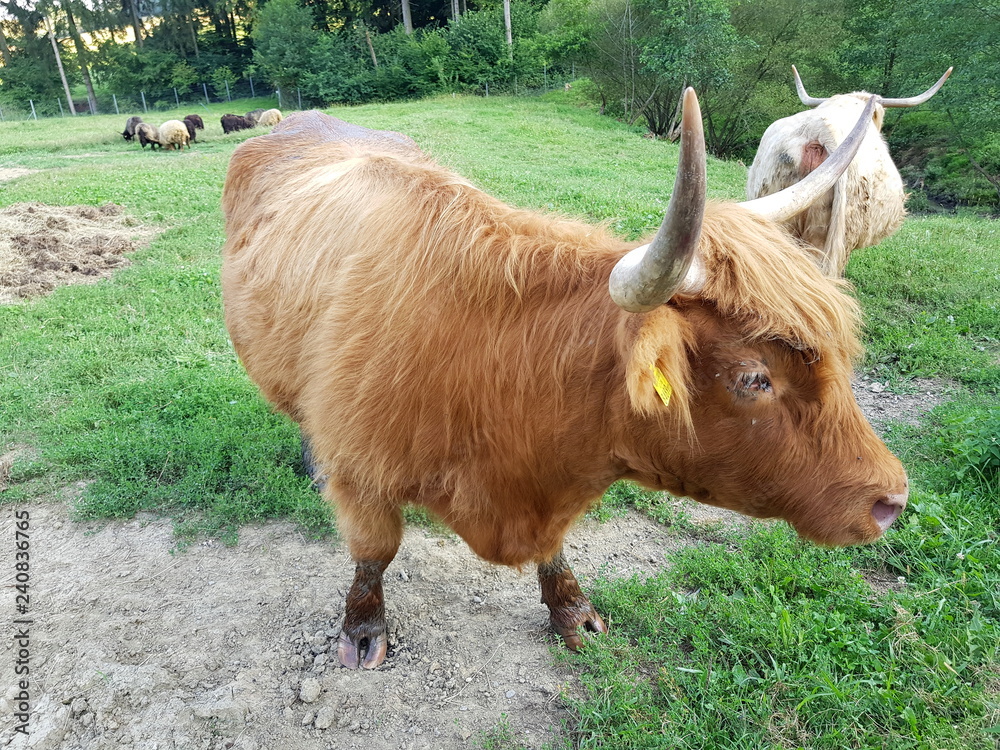 Schottisches Hochlandrind auf einer Weide Schottisches Hochlandrind auf einer Weide