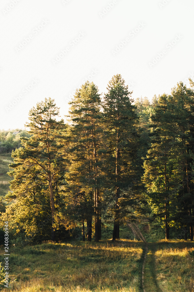 Naklejka premium Road in forest