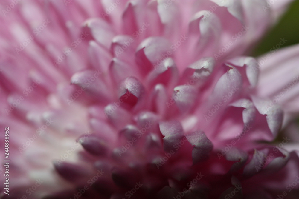 macro composition with violets and chrysanthemums macro composition with violets and chrysanthemums
