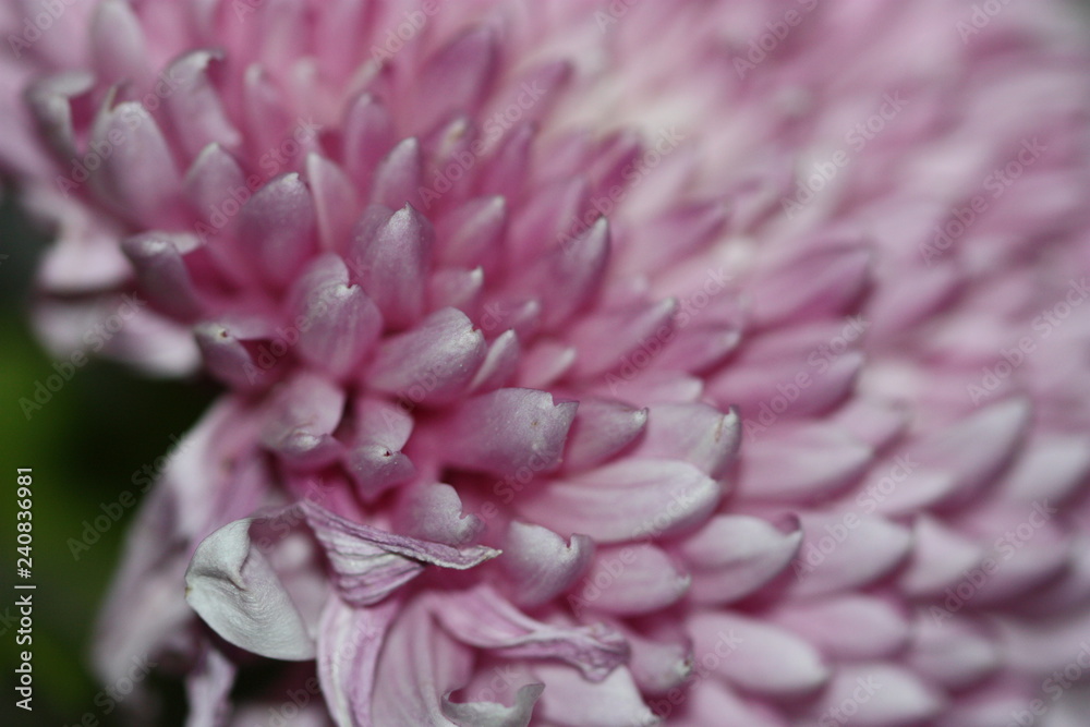 macro composition with violets and chrysanthemums macro composition with violets and chrysanthemums
