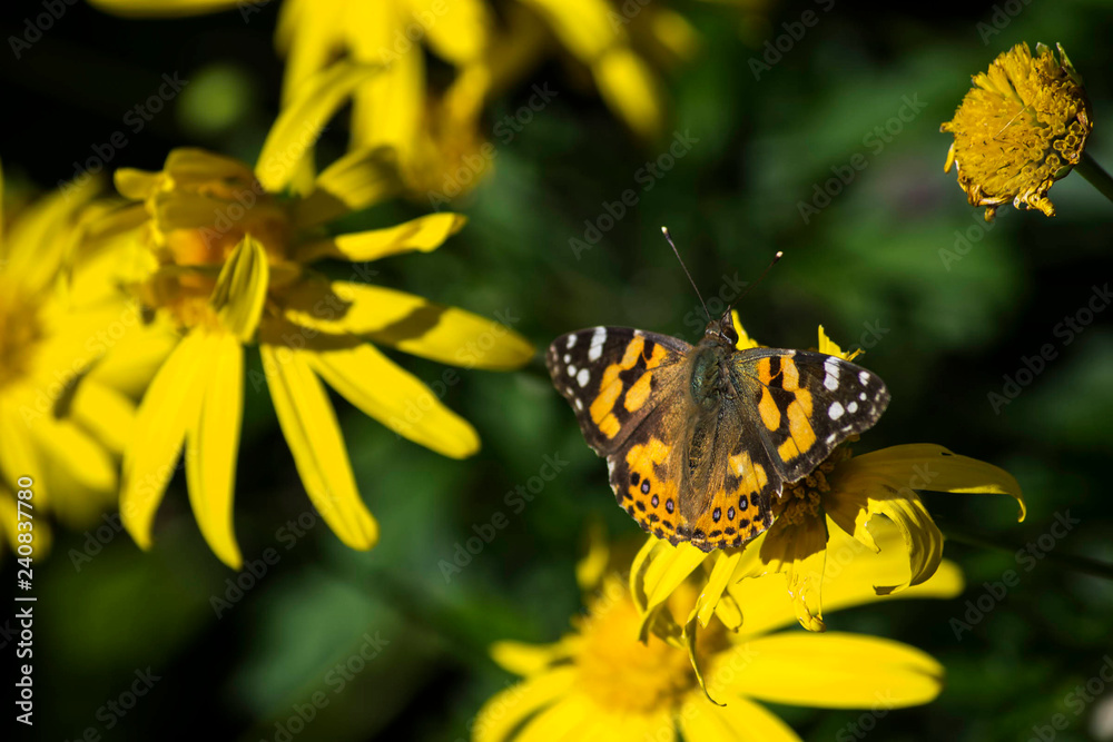 yellow butterfly yellow butterfly
