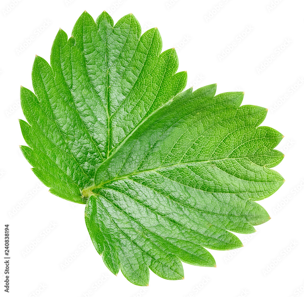 Strawberry leaf isolated on white Strawberry leaf isolated on white