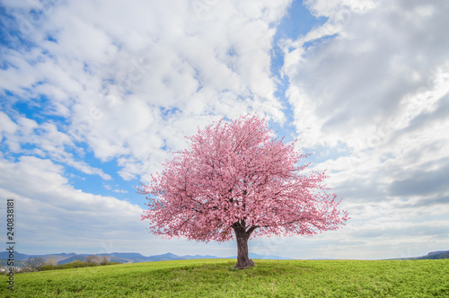 Tree on a green meadow. Flowering tree pink cherry sakura in spring. Solitary and isolated tree in the middle of the spring landscape.