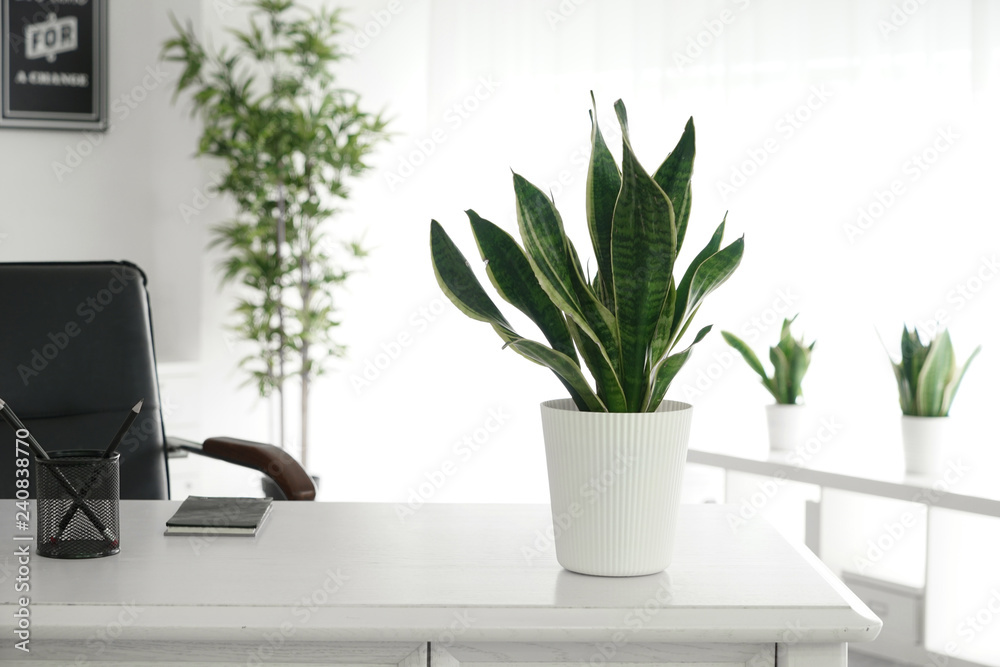 Fototapeta premium Sansevieria plant on table in modern room