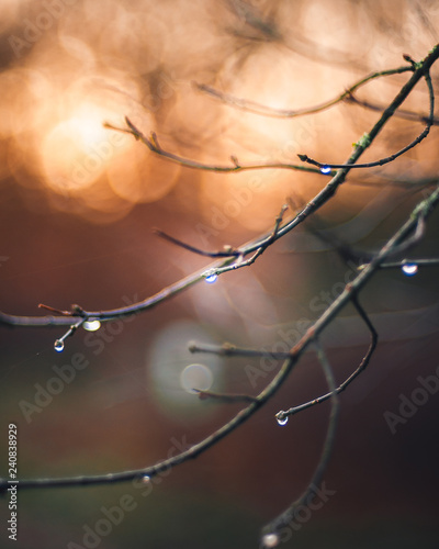 winter morning bokeh